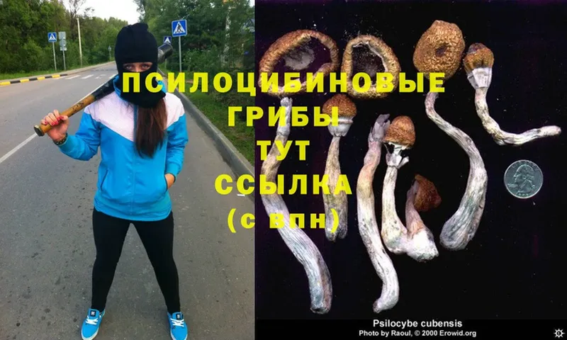 Галлюциногенные грибы Psilocybe  Олонец 